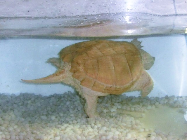 Albino Common snapping turtleの成長その19_c0105569_0341010.jpg