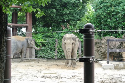 上野動物園＆ディズニーランド　_d0240469_8104772.jpg