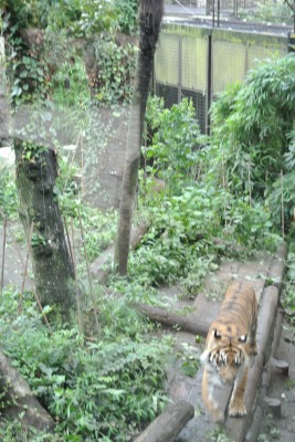 上野動物園&ディズニーランド _d0240469_8125441.jpg