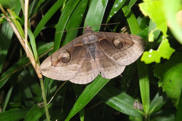 ■　オスグロトモエ 夏型 ♀　　　21.8.15_e0339873_18171983.jpg