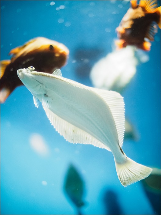 夏の水族館!_a0161380_1274836.jpg