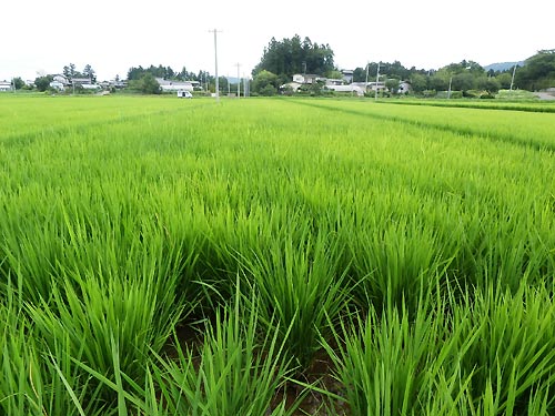 7月24日の田んぼ(上目黒小・枝野小)_d0247484_13352961.jpg