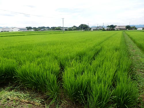 7月24日の田んぼ(上目黒小・枝野小)_d0247484_13365523.jpg
