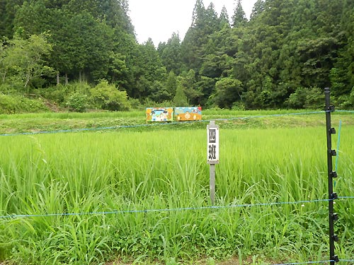7月24日の田んぼ(月光原小・西根小)_d0247484_14164485.jpg