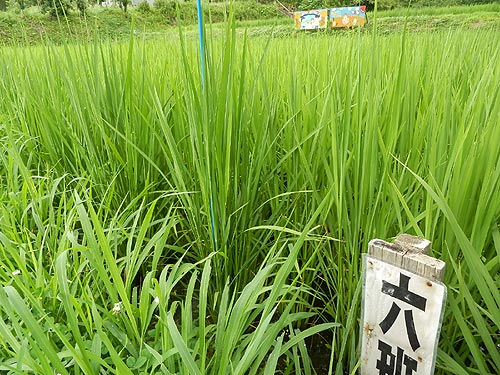 7月24日の田んぼ(月光原小・西根小)_d0247484_14205316.jpg