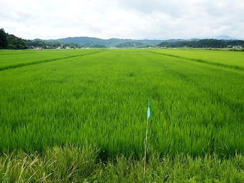 7月24日の田んぼ(目黒角田絆交流田)_d0247484_17141774.jpg