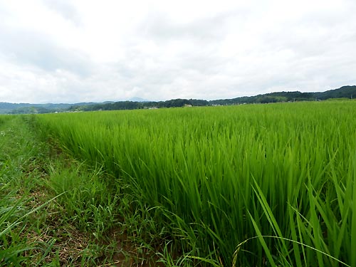7月24日の田んぼ(目黒角田絆交流田)_d0247484_17152461.jpg
