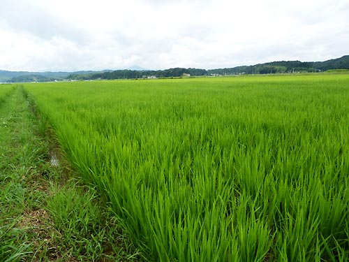 7月24日の田んぼ(目黒角田絆交流田)_d0247484_17194973.jpg