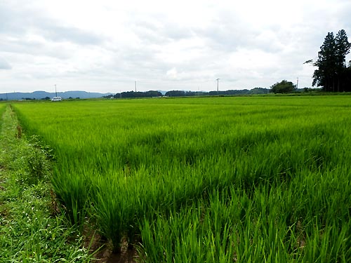 7月24日の田んぼ(目黒角田絆交流田)_d0247484_17214511.jpg