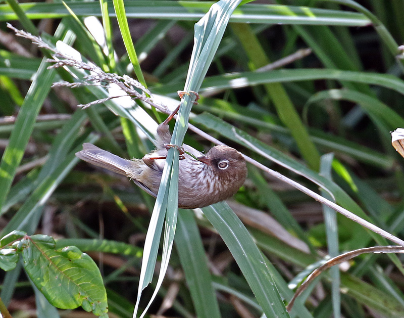 ☆アリサンチメドリ（阿里山知目鳥）_d0195897_17261358.jpg