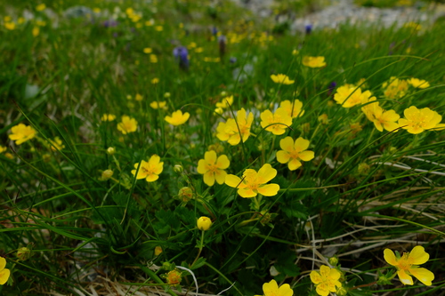 花の白馬岳④白馬大池から白馬岳へ_e0304001_15534364.jpg