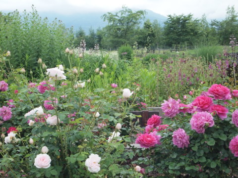 旅は道連れ、トラブル続き･･･････北海道番外編_b0331802_23105891.jpg