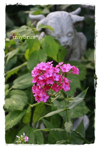 久々のお天気にるん♪　庭のお花たち_a0123003_8494381.jpg