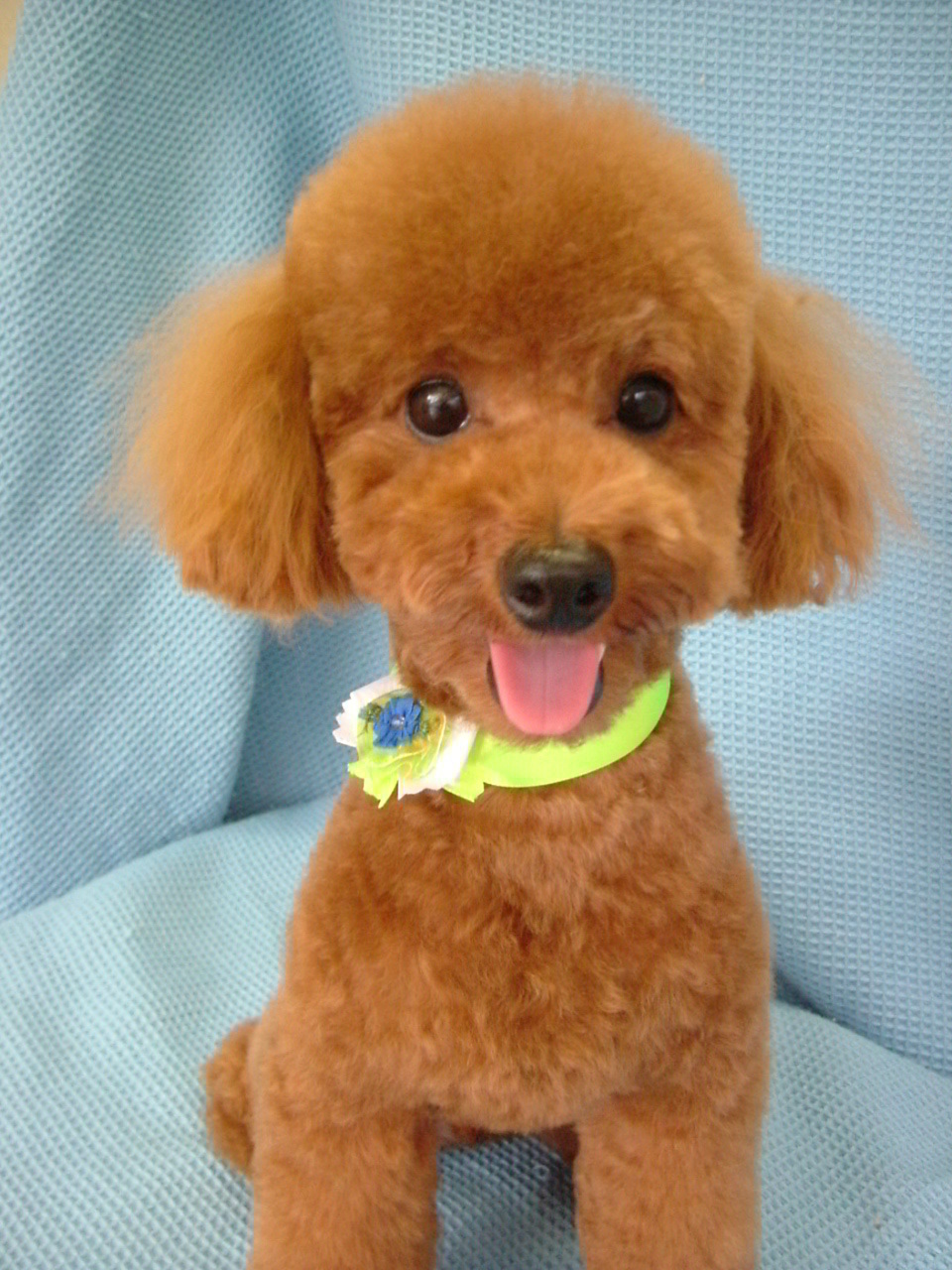 スマートテディベアのカープちゃんサマーカットで夏をのりきるワン ふぉるむm A 千葉市 トリミングサロン 犬の美容室 千葉県 千葉市 花見川区 ペットサロン 検見川町3 340 18 ワンちゃんのカットハウス 千葉043 301 2995 10 00 19 00 スマートテディベアのカープちゃんサマーカットで夏をのりきるワン ふぉるむm A 千葉市 トリミングサロン 犬の美容室 千葉県 千葉市 花見川区 ペットサロン 検見川町3 340 18 ワンちゃんのカットハウス 千葉043 301 2995 10 00 19 00