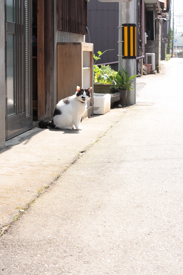 街の界隈から猫の声　沼垂民家にて_e0211213_6241823.jpg