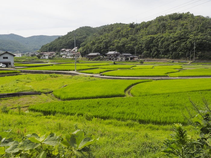 女子畑（おなごばた）の田園風景_c0116915_01957100.jpg