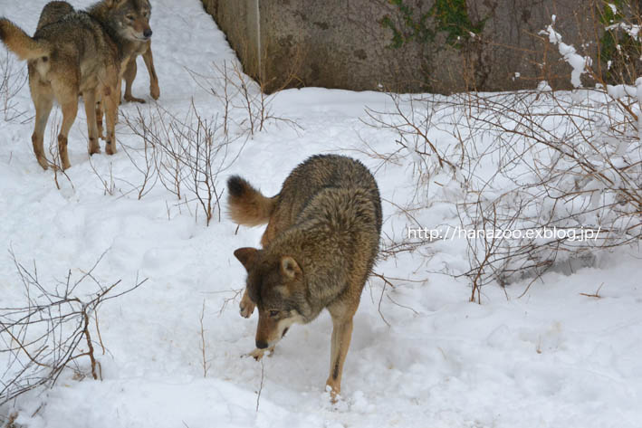 雪の日に見えた狼関係 2 （2015/1/30）_b0245634_1733105.jpg