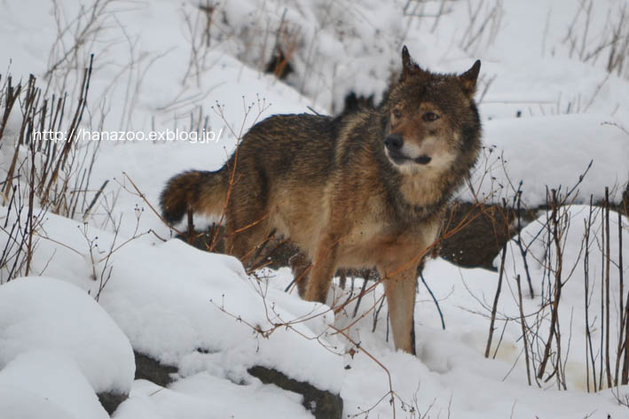 雪の日に見えた狼関係 2 （2015/1/30）_b0245634_1751371.jpg