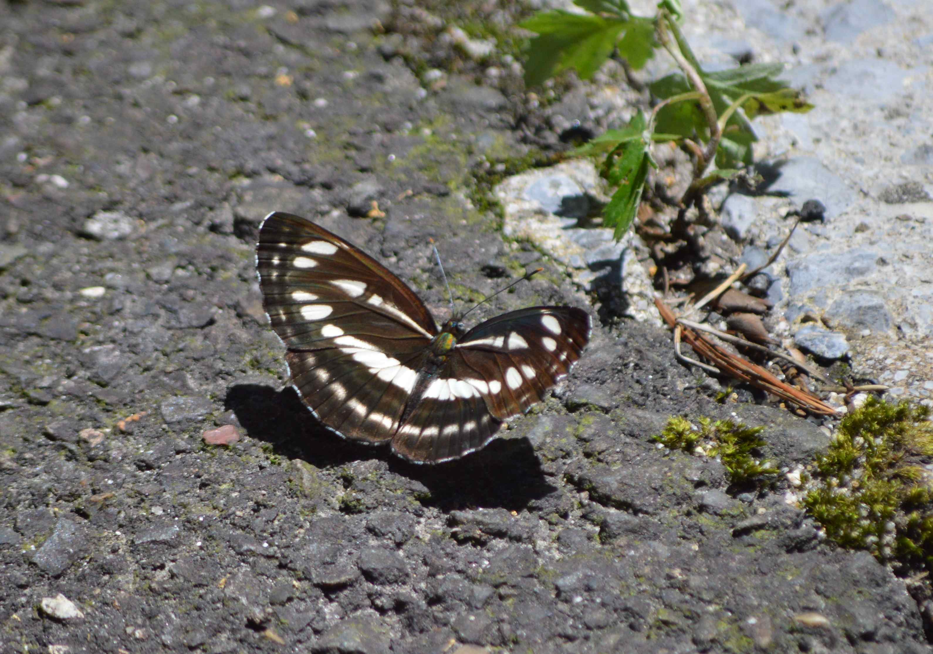 d0254540_172436.jpg