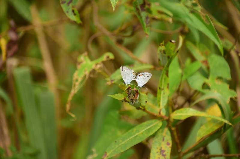 昆虫プラス_b0288942_9134647.jpg