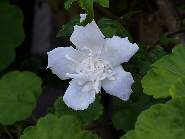 白八重木槿 爆蘭 カンナ 白花瑠璃茉莉 酢橘の実 夕空 芦屋の花火 風に吹かれて