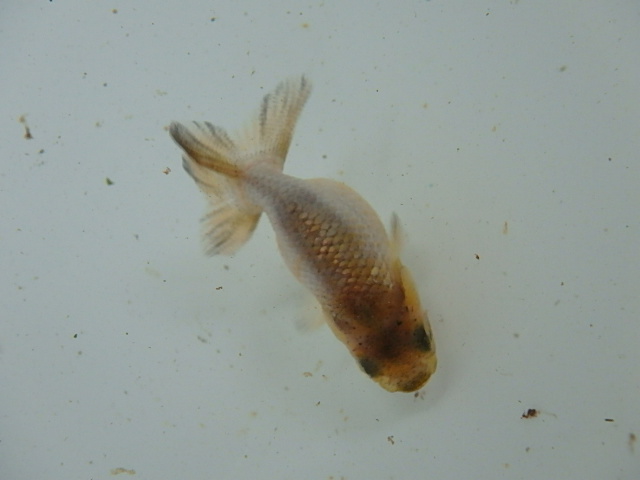 f0334143_8113613.jpg
