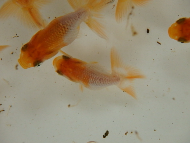 f0334143_814037.jpg