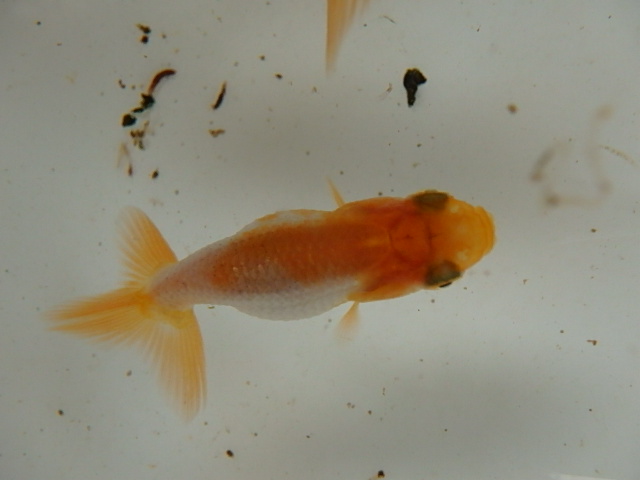 f0334143_841181.jpg