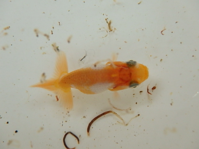 f0334143_84461.jpg