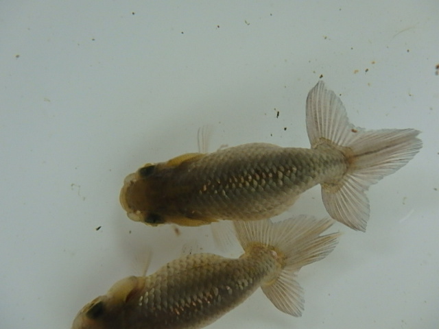 f0334143_891524.jpg