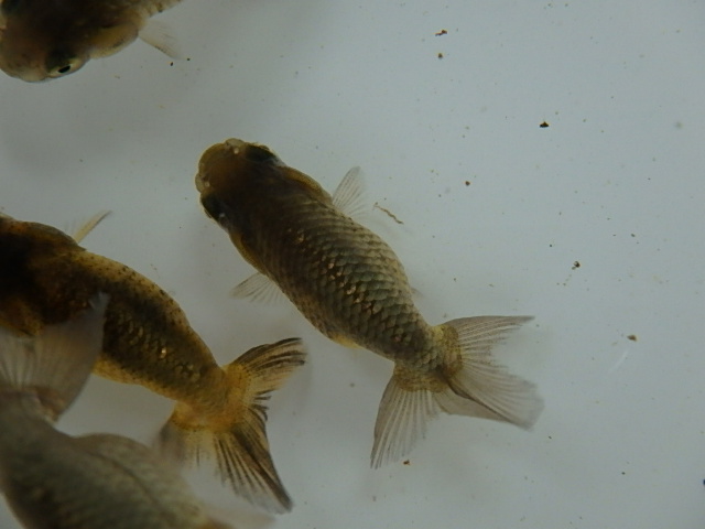 f0334143_893156.jpg