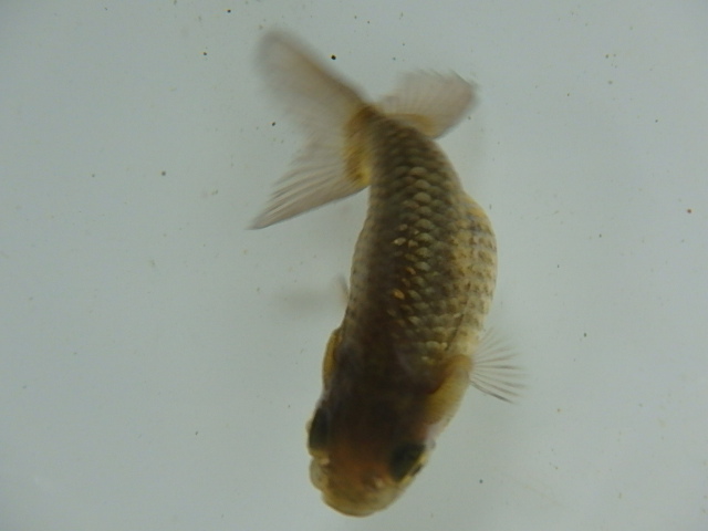 f0334143_893964.jpg