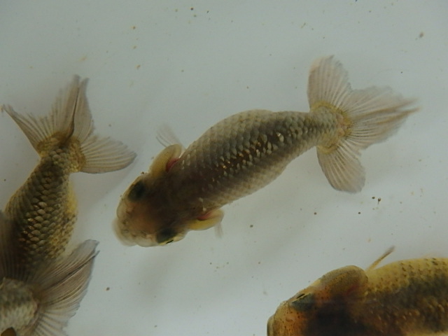 f0334143_89750.jpg