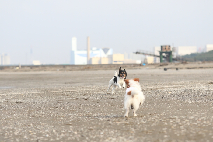 朝海朝んぽ♪　in MAKUHARI②_d0168652_12285285.jpg