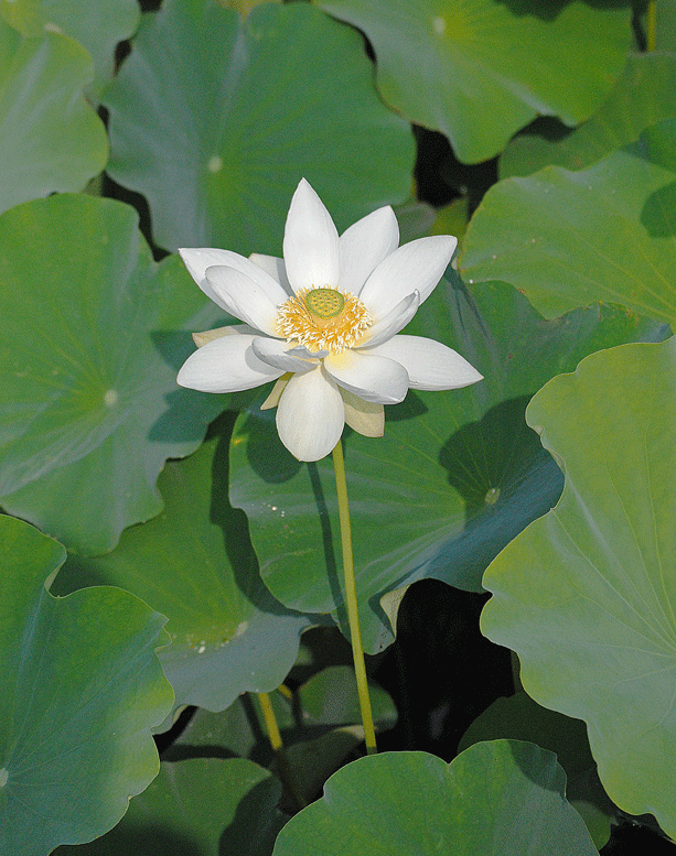 a0001354_22562468.gif