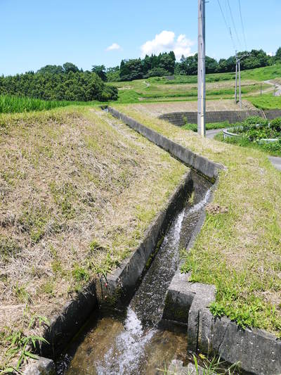 菊池水源棚田米　田植え後の様子2015　水にこだわる匠の米作り_a0254656_18402095.jpg