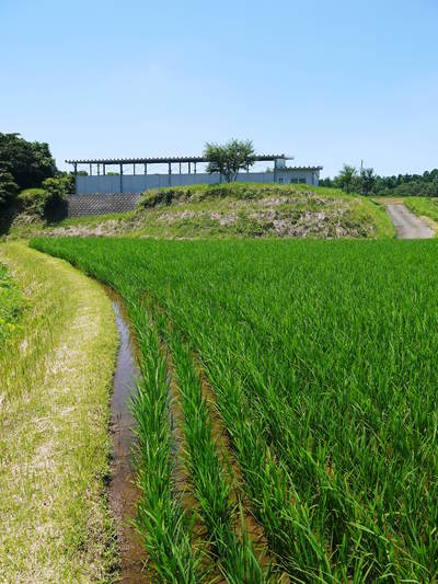 菊池水源棚田米　田植え後の様子2015　水にこだわる匠の米作り_a0254656_1859086.jpg
