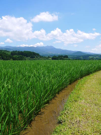 菊池水源棚田米 田植え後の様子2015 水にこだわる匠の米作り_a0254656_19173216.jpg