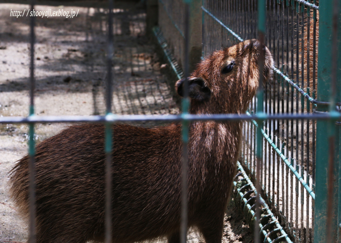 Forest animals…Ⅱ_a0333661_14375837.jpg