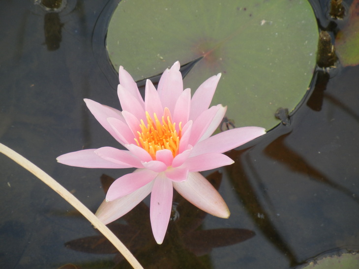 ’15,7,25(土)夏の暑さがいっぱい!_f0060461_10134442.jpg