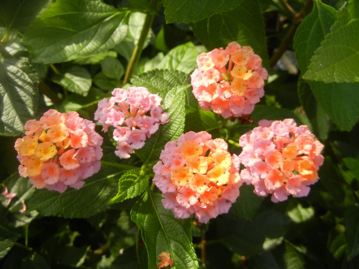 ’15,7,25(土)夏の暑さがいっぱい!_f0060461_1027319.jpg