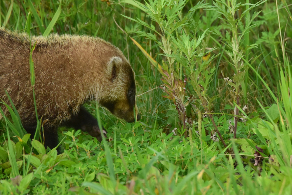 アナグマとキツネ_f0053272_12422242.jpg