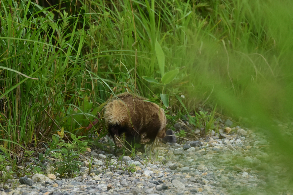 アナグマとキツネ_f0053272_1244247.jpg