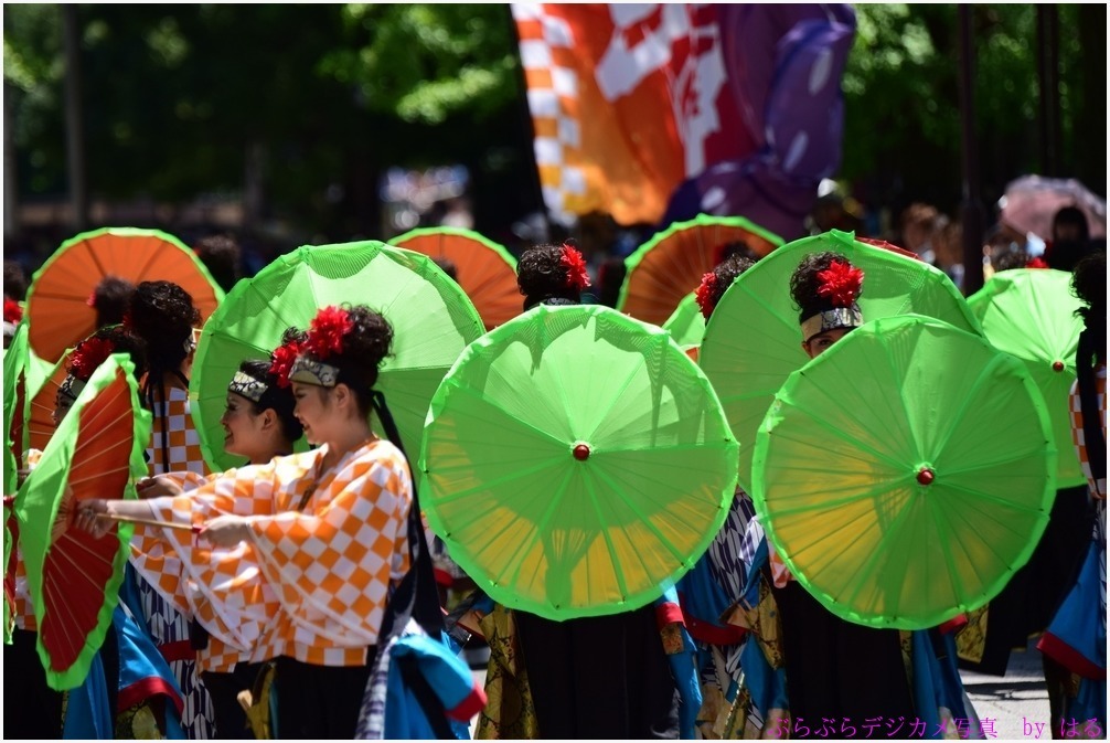 光が丘よさこい 2015　（7）　ゆずりは・～雅～_b0104774_22270798.jpg