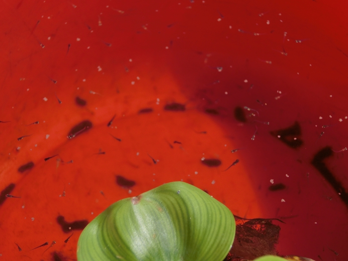a0199979_19444255.jpg