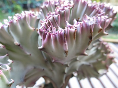 見れば見るほど 不思議な植物 ユーフォルビア マハラジャ Mi Noticia