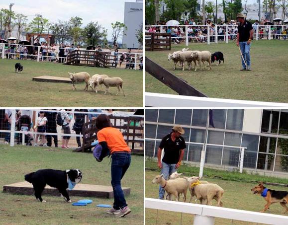 たくさんの動物と触れ合える♪ 神戸動物王国_d0122397_22231718.jpg