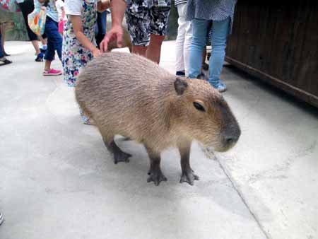 たくさんの動物と触れ合える♪ 神戸動物王国_d0122397_22271432.jpg