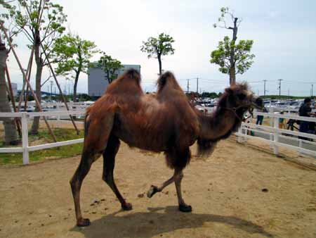 たくさんの動物と触れ合える♪ 神戸動物王国_d0122397_22305739.jpg