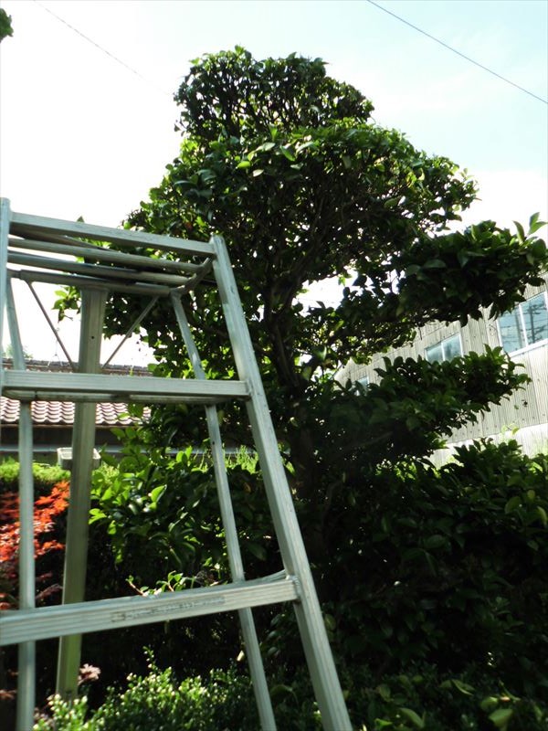 c0108198_17483430.jpg